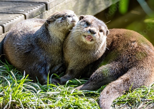 cute little predator, the otter photo