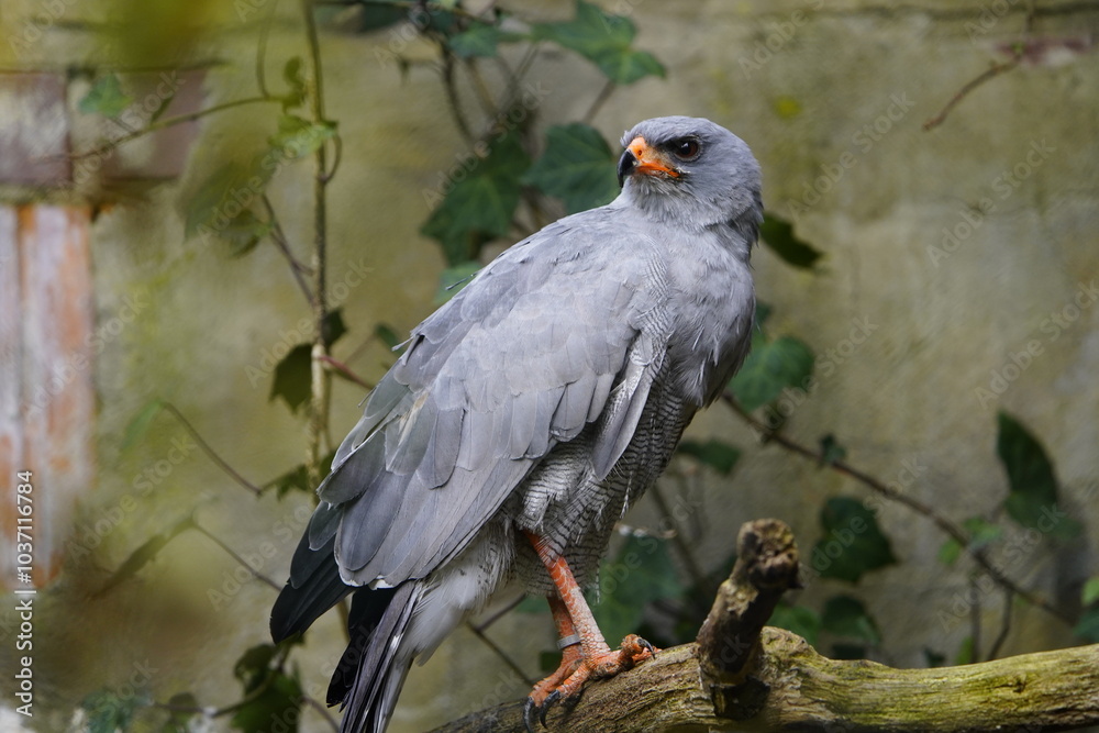 Fototapeta premium The dark chanting goshawk (Melierax metabates) is a bird of prey in the family Accipitridae. Vogelpark walsrode, Germany.