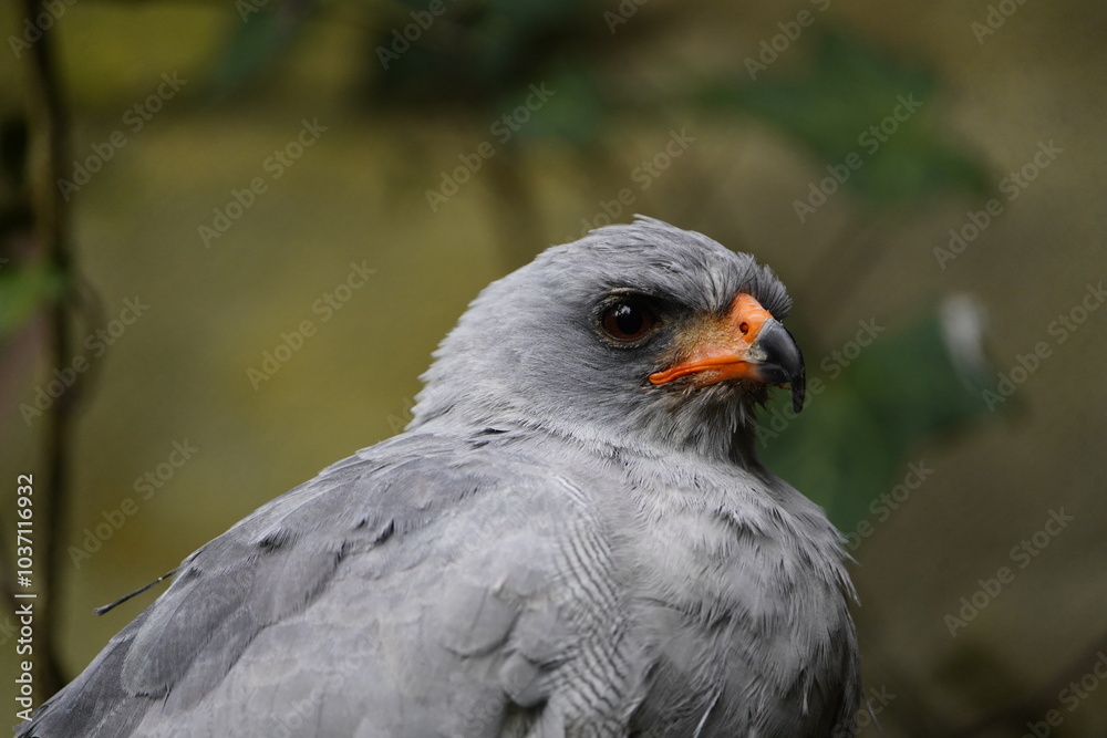 The dark chanting goshawk (Melierax metabates) is a bird of prey in the family Accipitridae. Vogelpark walsrode, Germany. The dark chanting goshawk (Melierax metabates) is a bird of prey in the family Accipitridae. Vogelpark walsrode, Germany.