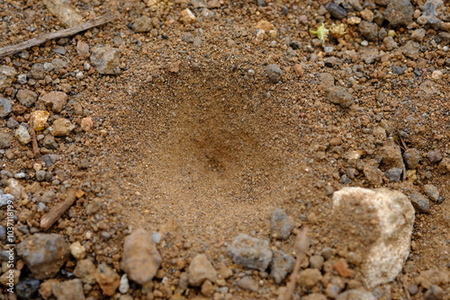 Fényképezés Antlers are the name for a group of insects from the Myrmeleontidae family