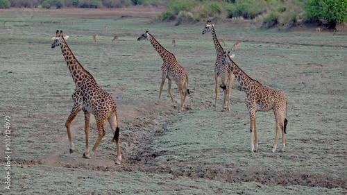 herd of Thornicroft's giraffes (Giraffa camelopardalis thornicrofti), South Luangwa National Park, Mfuwe, Zambia, Africa