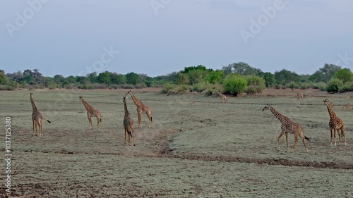 herd of Thornicroft's giraffes (Giraffa camelopardalis thornicrofti), South Luangwa National Park, Mfuwe, Zambia, Africa photo