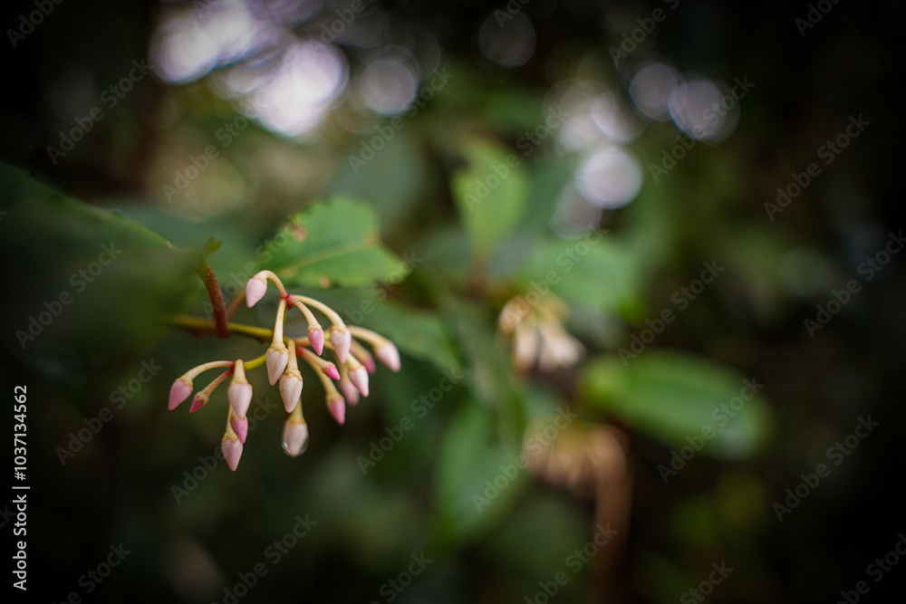 Rain Forestnature, plant, tree, moss, spring, flower, closeup, forest, macro, grass, leaves, leaf, autumn, flora, Rain Forestnature, plant, tree, moss, spring, flower, closeup, forest, macro, grass, leaves, leaf, autumn, flora,