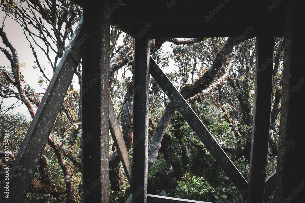 Obraz premium Rain Forest