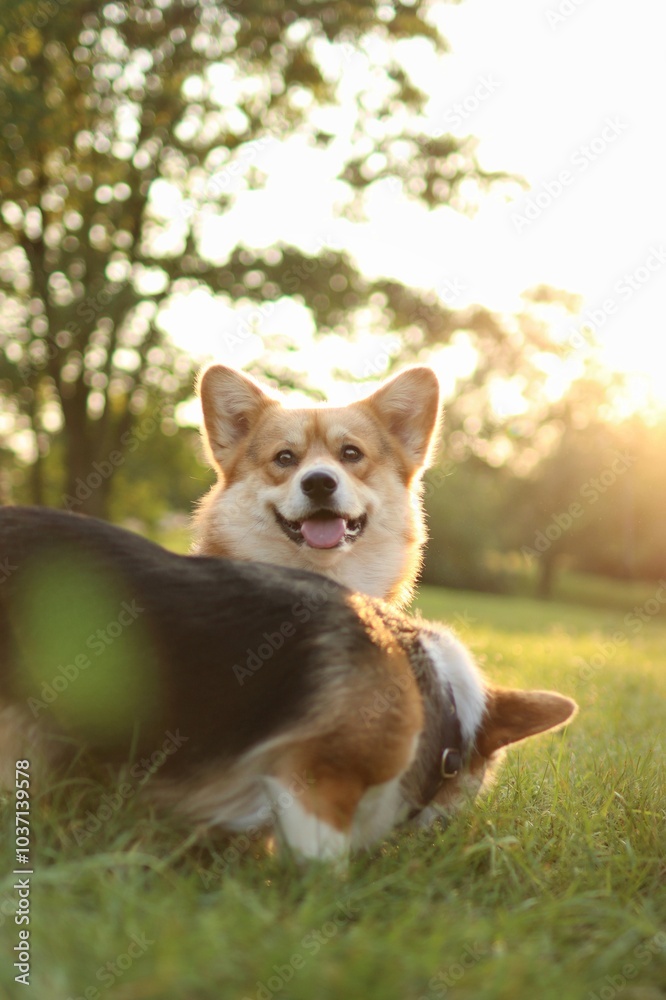 cute welsh corgi enjoying a walk in the park at sunset cute welsh corgi enjoying a walk in the park at sunset