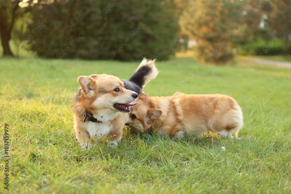 cute two welsh corgis enjoying a walk in the park at sunset cute two welsh corgis enjoying a walk in the park at sunset