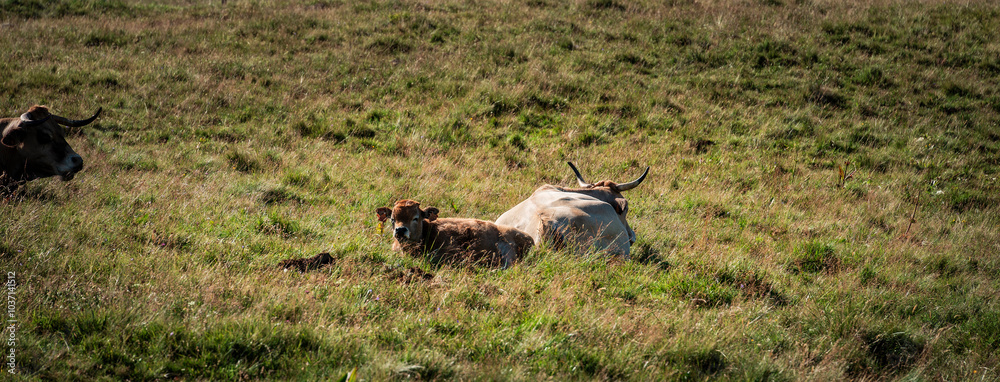 Aubrac Landscape, France Aubrac Landscape, France