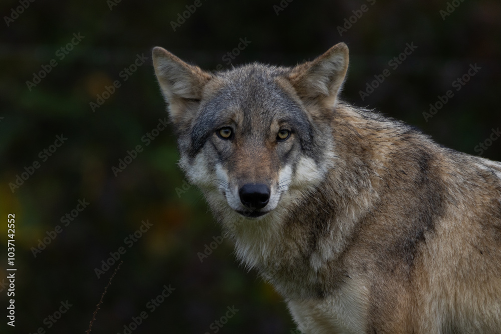European wolf standing on a rock covered with green moss looking to the camera, blurred rocks and tree in the background, low angle, germany. European wolf standing on a rock covered with green moss looking to the camera, blurred rocks and tree in the background, low angle, germany.