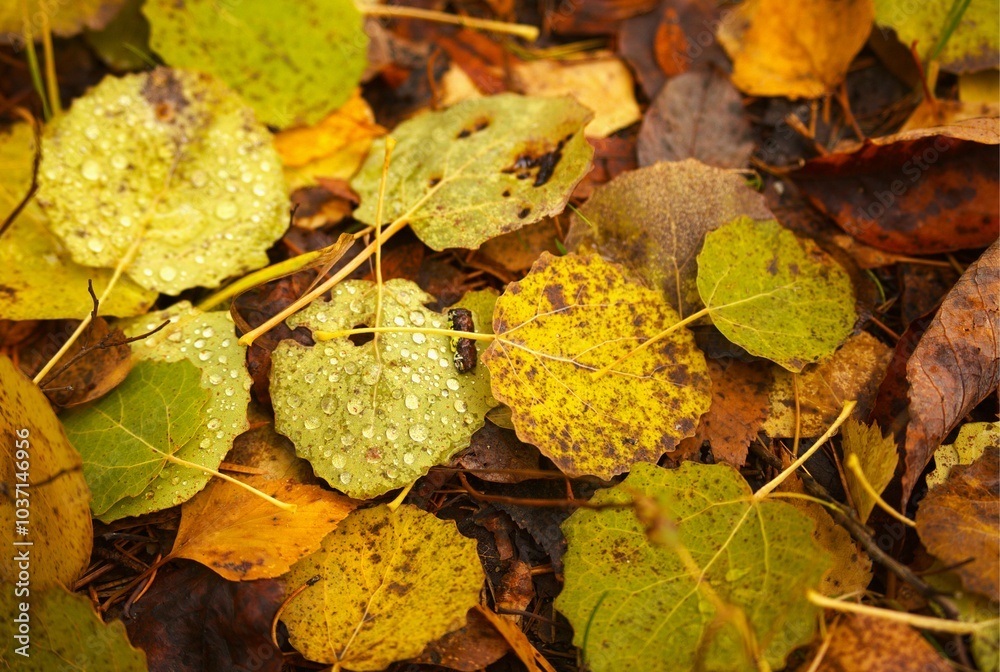 Autumn leaves on the ground in the Finland forest Autumn leaves on the ground in the Finland forest