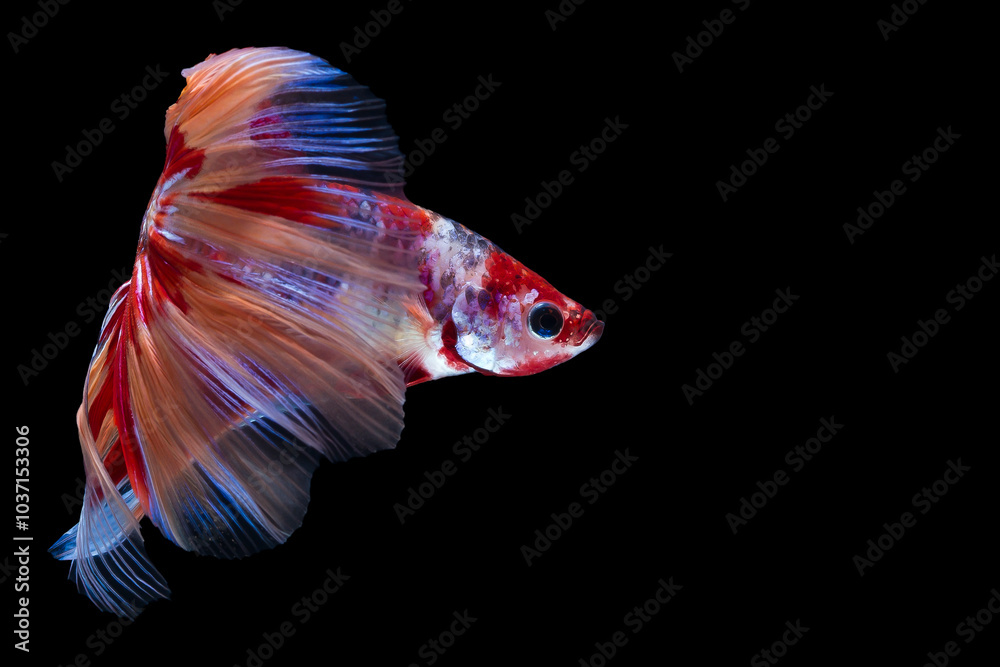 Fototapeta premium The moving moment beautiful of betta fish on black background