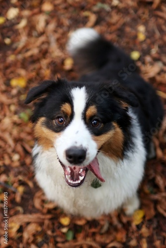 portrait of Australian shepherd in forest at sunset