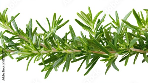 Fresh Rosemary Sprig on White Background