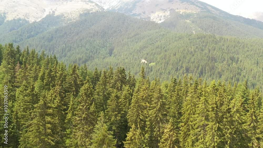 Drone flight over Pine Forest in the Pirin Mountains in Bulgaria Drone flight over Pine Forest in the Pirin Mountains in Bulgaria