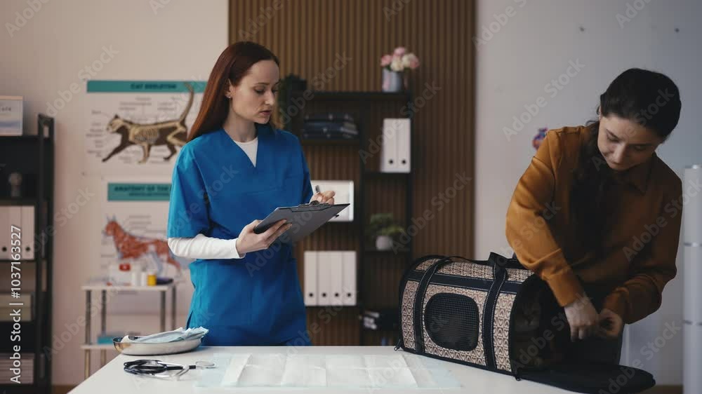 Woman visiting vet clinic with her cute purebred cat, routine health check-up Woman visiting vet clinic with her cute purebred cat, routine health check-up