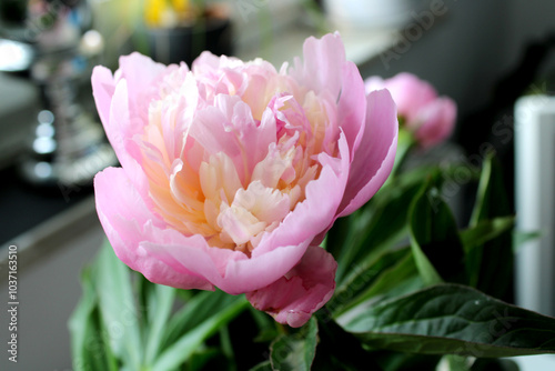 Fototapeta Naklejka Na Ścianę i Meble -  Blume, Rosa, Weiß