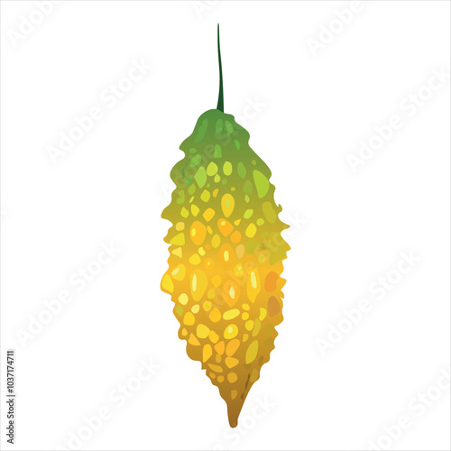 Yellow and green color Momordica charantia vector illustration. Semi mature bitter melon. Also known as bitter gourd, bitter squash, balsam pear,  bitter apple. Tropical Edible Fruit 