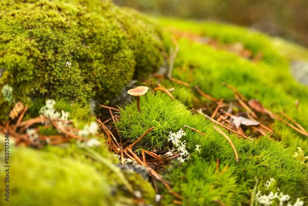 Single mushroom on a soft moss forest floor Single mushroom on a soft moss forest floor