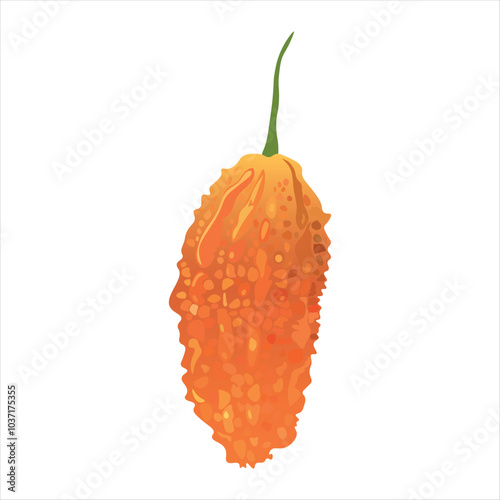 Ripe Momordica charantia vector illustration. Also known as bitter gourd, bitter squash, balsam pear, bitter melon, bitter apple. Tropical Edible Fruit 