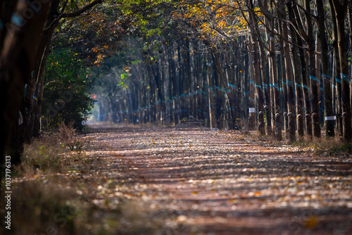 Rubber forests in leaf-changing season in Dong Nai province, Vietnam photo