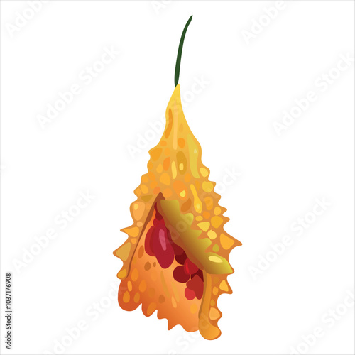 Ripe and opened Momordica charantia vector illustration. Also known as bitter gourd, bitter squash, balsam pear, bitter melon, bitter apple. Tropical Edible Fruit 