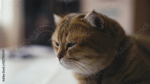Wallpaper Mural Close-up of calm Golden Chinchilla cat visiting vet's hospital, health check-up Torontodigital.ca