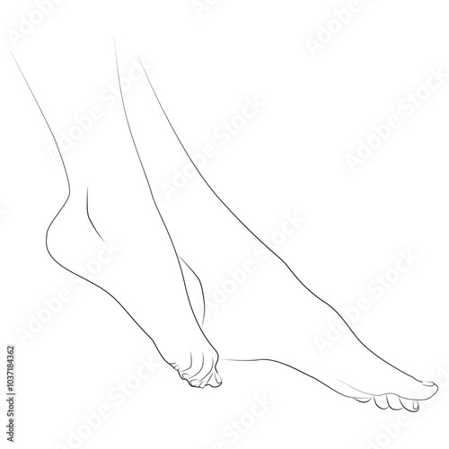 Lady's feet. Line art illustration. Line feet. Pedicure, skin care. Vector image of women's feet