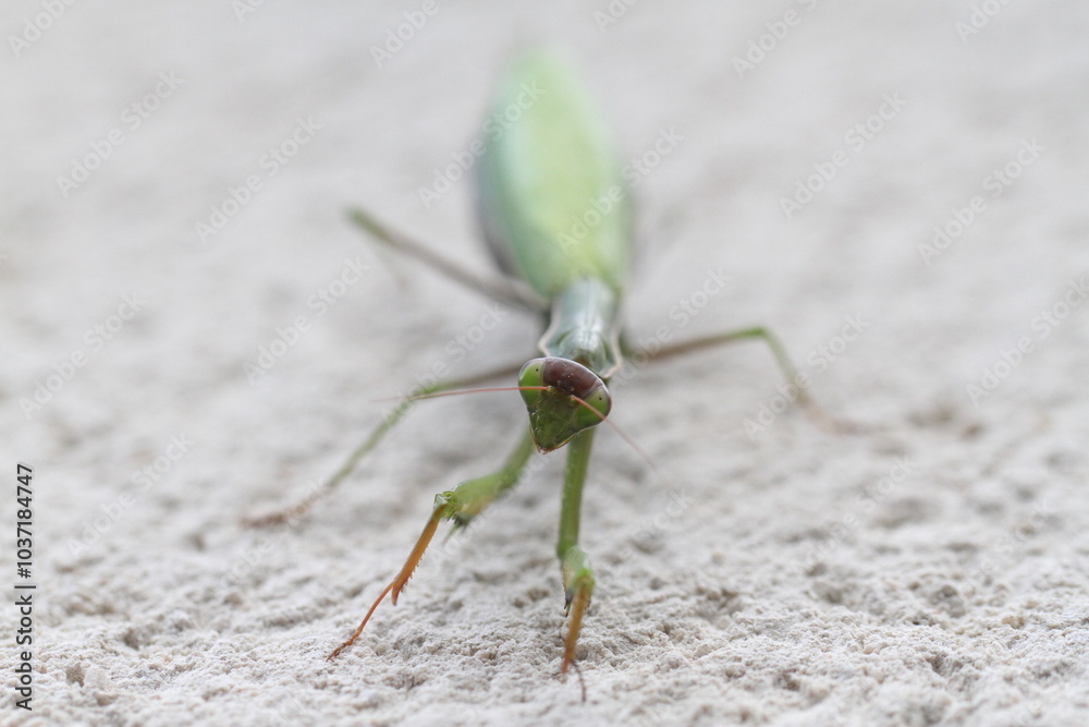 praying mantis Mantis religiosa perched on a wall front side looking with its eyes lens exterior nature exterior wallpaper insects predators grass tiger atmosphere terrifying fear hallowen backlight praying mantis Mantis religiosa perched on a wall front side looking with its eyes lens exterior nature exterior wallpaper insects predators grass tiger atmosphere terrifying fear hallowen backlight
