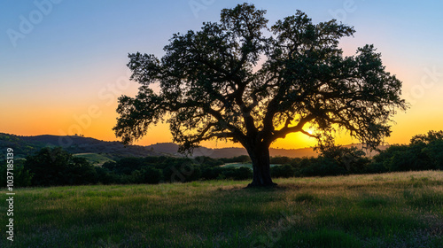 Wallpaper Mural A rustic landscape with an old oak tree at sunset, providing a beautiful silhouette against the sky. Torontodigital.ca