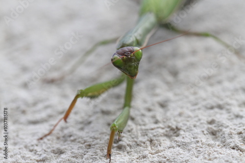 praying mantis Mantis religiosa perched on a wall front side looking with its eyes lens exterior nature exterior wallpaper insects predators grass tiger atmosphere terrifying fear hallowen backlight