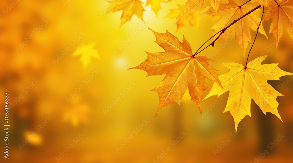 Bright Autumn Maple Leaves on Golden Background - Perfect for Seasonal Fall Imagery Bright Autumn Maple Leaves on Golden Background - Perfect for Seasonal Fall Imagery