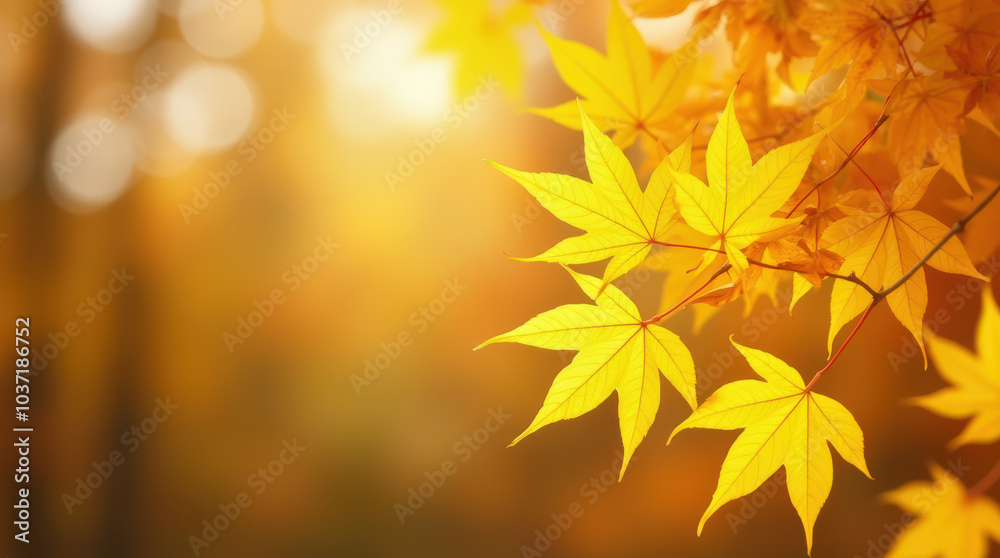 Bright Autumn Maple Leaves on Golden Background - Perfect for Seasonal Fall Imagery Bright Autumn Maple Leaves on Golden Background - Perfect for Seasonal Fall Imagery