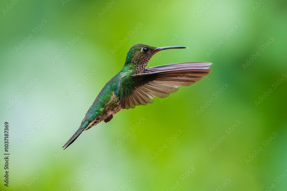 Fototapeta premium Flying Golden-tailed Sapphire - Chrysuronia oenone, beautiful colored hummingbird from Andean slopes of South America, Wild Sumaco, Ecuador. Colibri