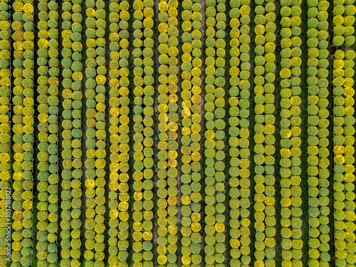 January 25, 2024: Chrysanthemum and raspberry garden in Sa Dec city, Dong Thap province in the days leading up to Vietnamese traditional Tet photo