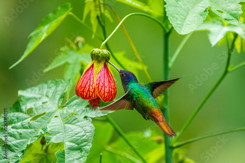 Flying Golden-tailed Sapphire - Chrysuronia oenone, beautiful colored hummingbird from Andean slopes of South America, Wild Sumaco, Ecuador. Colibri photo