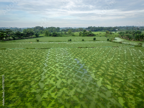 January 2, 2024: Panorama of farmers harvesting Nhut vegetables in the morning in Ho Chi Minh City, Vietnam photo