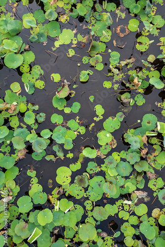 lotus, the national flower of Vietnam