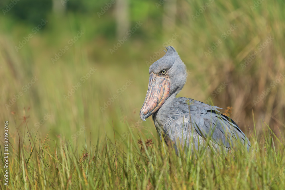 Obraz premium Shoebill (balaeniceps rex)