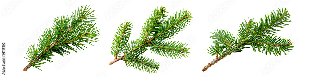 twig of a pine branch isolated on white