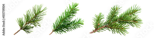 Set of twigs of pine branch isolated on white