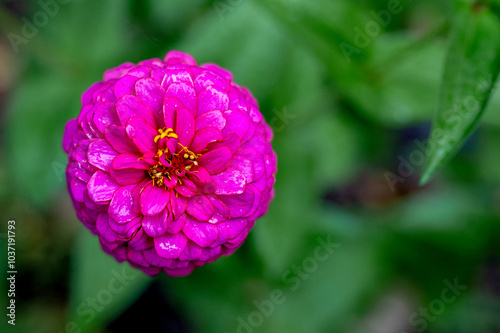 Macro image of Zinnia flower in full blooming photo