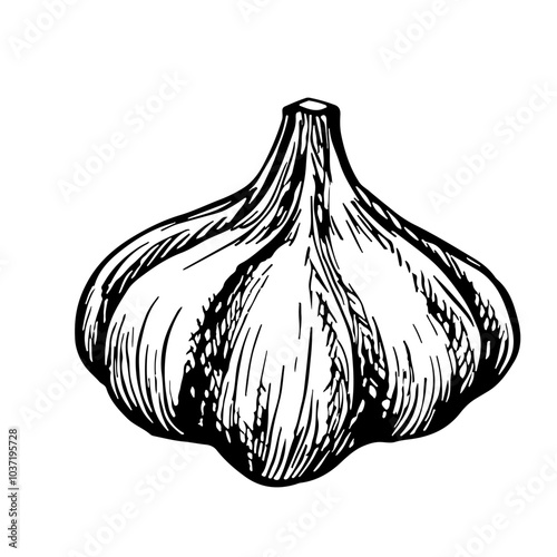 Garlic. Vector graphics with the image of fragrant spices. A black and white hand-drawn illustration. On a white background. Great for cooking recipes, menus, posters or labels.