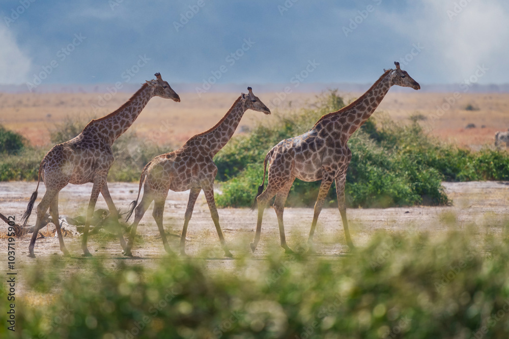 Obraz premium Group of giraffes walking through the valley, Chobe National Park, Botswana