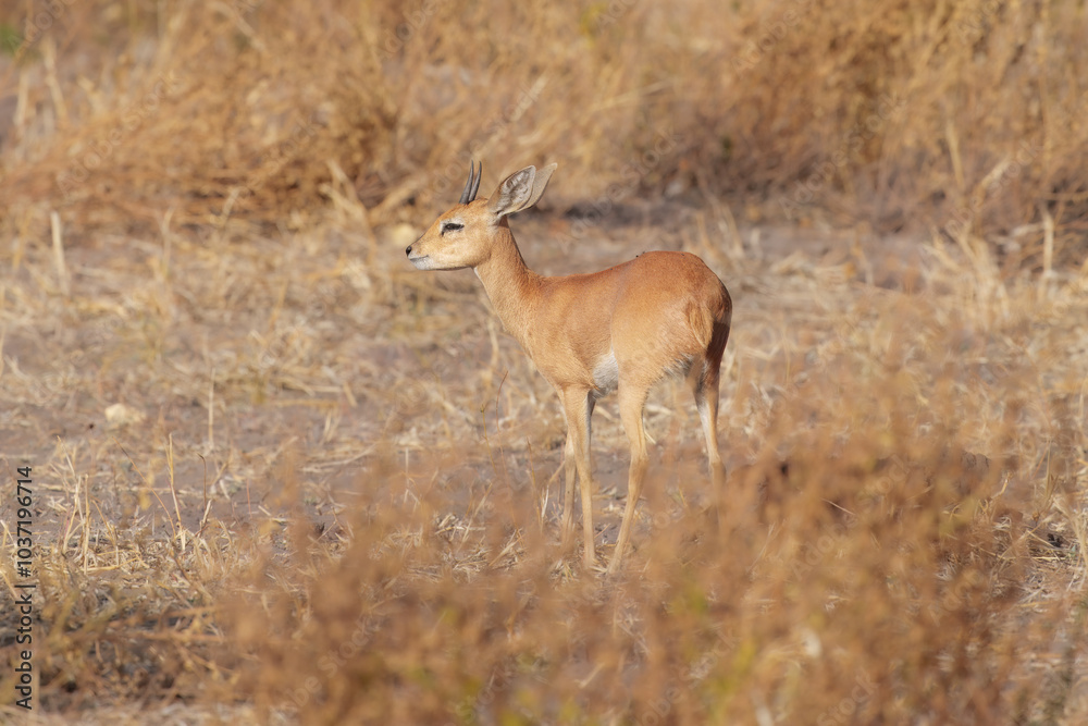 Obraz premium Steenbok, Raphicerus campestris, fire burned destroyed savannah. Animal in fire burnt place, Cheetah lying in black ash and cinders, Savuti, Chobe NP in Botswana. Hot season in Africa. Botswana wild.