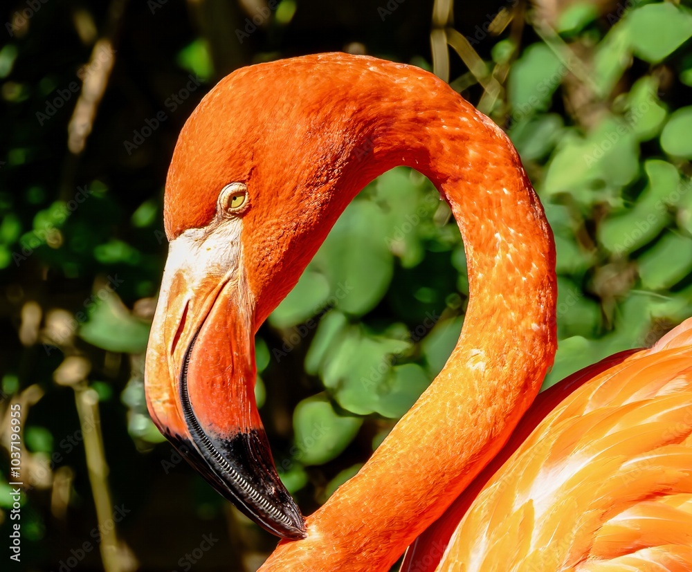 portrait close up of a flamingo