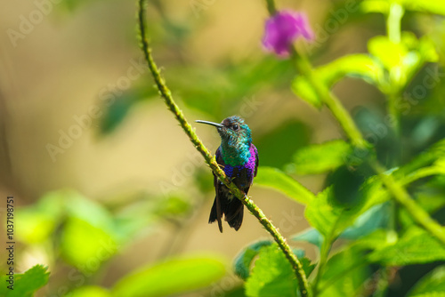 Green-crowned woodnymph, Thalurania fannyi The Hummingbird is hovering and drinking the nectar from the beautiful flower in the rain forest. photo