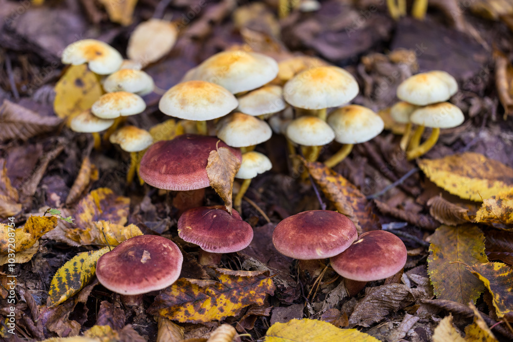Autumn color captured with a macro lens. Poland. Autumn color captured with a macro lens. Poland.