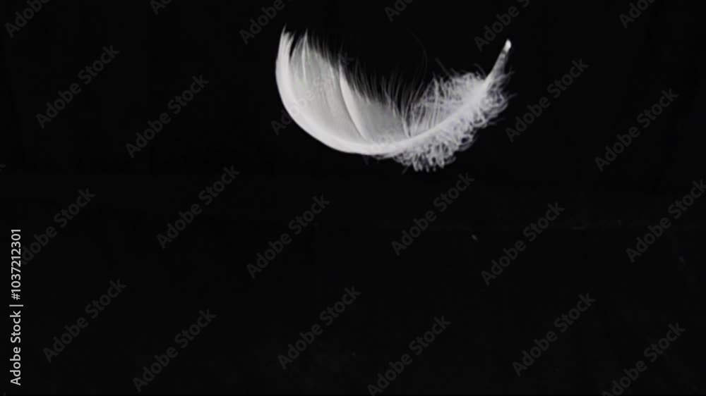 Goose feathers feather slow motion on black background.