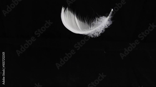 Goose feathers feather slow motion on black background.