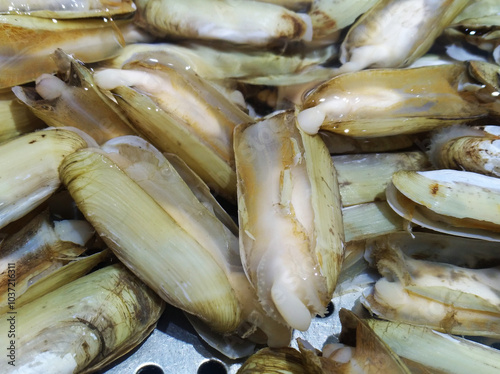 Razor Clam