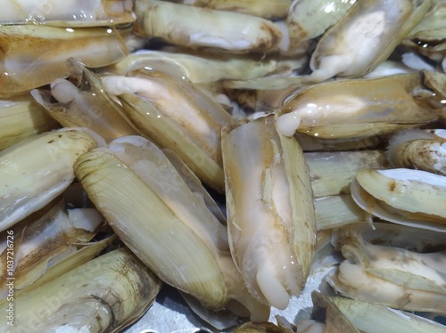 Razor Clam